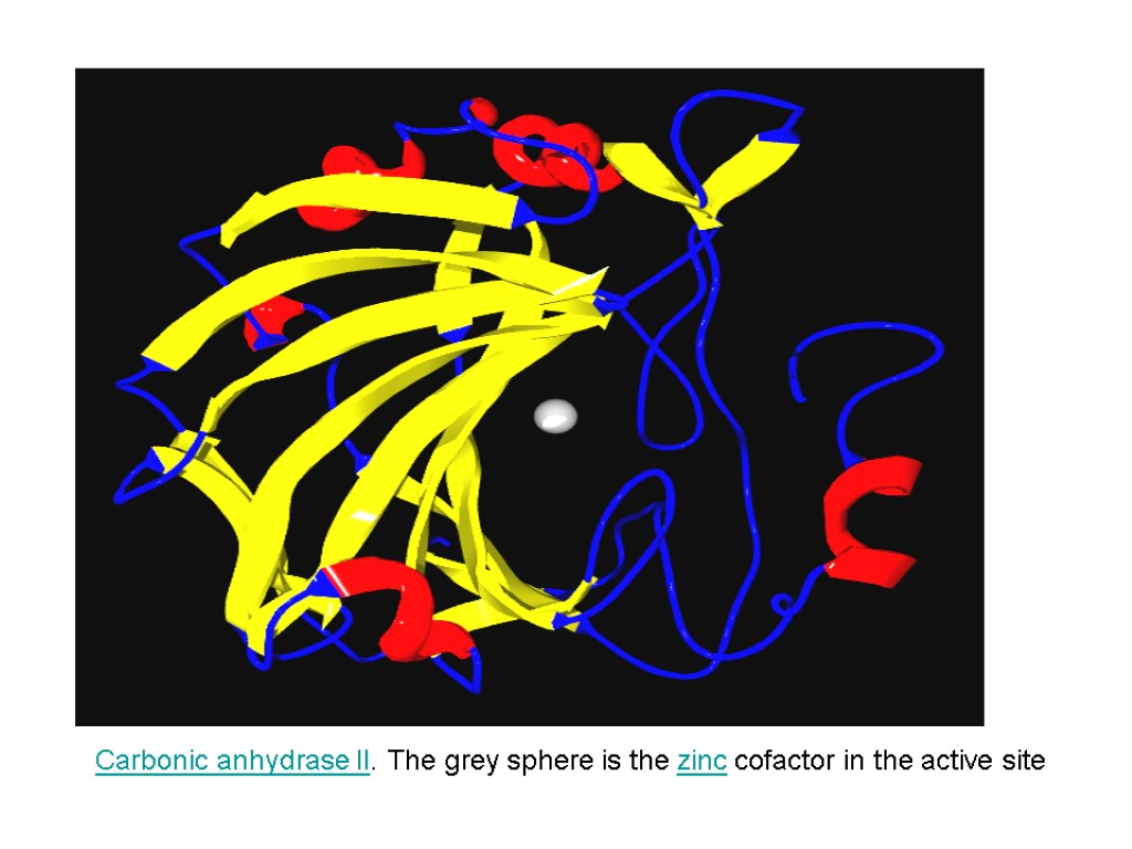 Carbonic anhydrase II. The grey sphere is the zinc cofactor in the active site